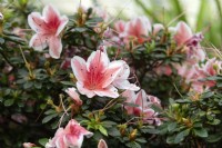 Rhododendron simsii 'Mevrouw Gerard Kint'