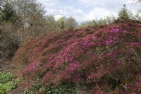 Rhododendron 'Hatsu-giri'