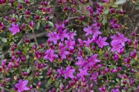 Rhododendron 'Hatsu-giri'