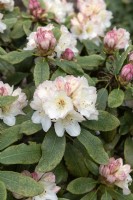 Rhododendron 'Laitière'