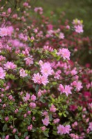 Rhododendron 'Cléopâtre'