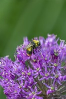 Bombus terrestris se nourrissant de fleurs d'Allium giganteum en été - mai