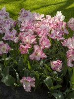 Tulipe 'Cabane'