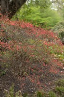 Bourgeons de Rhododendron kaempferi 'Highlight'