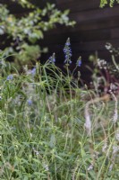Salvia uliginosa sauge des tourbières