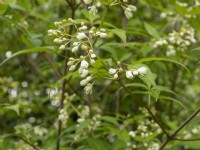 Staphylea bumalda - Noyer du Japon