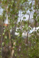 Betula pendula 'Youngii' bouleau verruqueux