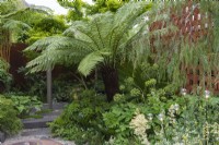 Un coin d'un petit jardin contemporain est clos de fougères arborescentes, Dicksonia antarctica, hostas, fougères, cycas, angéliques et bambous.