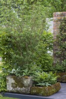 Les anciens abreuvoirs en pierre sont remplis de cornouillers, d'hostas, de fougères et de brunneras qui aiment l'humidité. Le jardin de pluie enchanté. Créateur : Béa Tann.