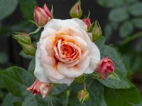 Rosa 'C'est une vie merveilleuse' en fleurs Norfolk juin