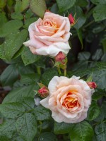 Rosa 'C'est une vie merveilleuse' en fleurs Norfolk June
