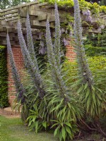Echium pinnifolium Vipérine commune du vipère géant East Ruston Old Vicarage garden Norfolk fin mai