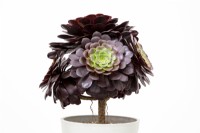RHS Chelsea Flower Show 2022 Aeonium 'Jubilee' nouvelle variété pour le HM The Queen's Platinum Jubilee exposant Ottershaw Cacti breeder Daniel Jackson
