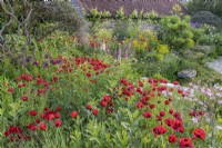 Vue de Papaver commutatum 'Ladybird' fleurissant parmi d'autres plantes annuelles, bisannuelles et vivaces dans un parterre de fleurs de jardin de campagne informel en été - mai