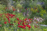 Vue de Papaver commutatum 'Ladybird' fleurissant parmi d'autres plantes bisannuelles et vivaces annuelles dans un parterre de fleurs de jardin de campagne informel en été - mai