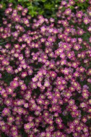 Saxifraga × arendsii 'pourriture' saxifrage moussu