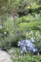 Sentier à travers des fleurs et feuillages bleus et argentés parterre de fleurs vivaces herbacées