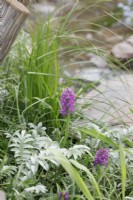 Au bord du ruisseau dans A Rewilding Britain Landscape, les plantes comprennent Dactylorhiza praetermissa et Onoclea sensibilis - Designers : Lulu Urquhart et Adam Hunt - Sponsor : Project Giving Back.