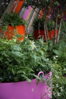 Grande jardinière remplie de plantes dont Polypodium vulgare et Luzula nivea dans le jardin St Mungo's Putting Down Roots - Designers : Cityscapes - Sponsor : Project Giving Back
