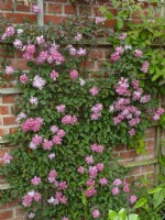 Clematis montana 'Broughton Star' juin Norfolk