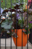Ligularia Britt Anne Marie Crawford, herbe Carex et Osteospermum plantés dans un pot orange dans The Cirrus Garden, designer : Jason Williams