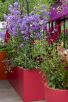 Osteospermum 'Serenity Red', Salvia 'Bordeaux', Hesperis matronalis et Lupinus 'Towering Inferno' poussant dans des pots colorés sur un balcon. Le jardin Cirrus, concepteur : Jason Williams