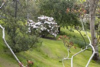 Un Rhododendron 'King George' se trouve au milieu d'une plantation de style boisé avec divers arbres autour de lui, une pelouse en pente. Ferme Whitstone. Jardin NGS, Devon. Le printemps.