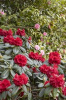 Rhododendron 'Red Ruffles' au premier plan avec un camélia rose derrière. Ferme Whitstone. Jardin NGS, Devon. Le printemps.