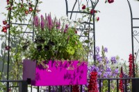 Jardinière de balcon rose avec Veronica 'Pink Potion' et Aquilegia blanche - The Cirrus Garden, RHS Chelsea Flower Show 2022