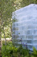 Blocs de glace entourés de Betula pendula, Matteuccia struthopteris et Iris sibirica - The Plantsman's Ice Garden, RHS Chelsea Flower Show 2022
