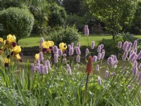Parterre de fleurs avec Persicaria bistorta et iris rajah dans jardin à douves à Church Farm Topcroft Norfolk