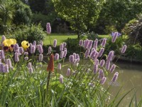 Parterre de fleurs avec Persicaria bistorta et iris rajah dans jardin à douves à Church Farm Topcroft Norfolk
