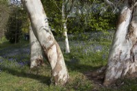 Les eucalyptus Myrtaceae eucalyptus debeuzevillei 'hybride' et Myrtaceae eucalyptus debeuzevillei sont assis devant une propagation de jacinthes des bois, Hyacinthoides non-scripta, dans un jardin boisé. Ferme Whitstone. Jardin NGS, Devon. Le printemps.