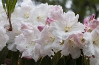 Fleurs de Rhododendron Loderi 'King George'. Le printemps.