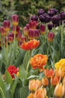 Tulipa 'Sunlover', avec T. 'Amber Glow' et T. 'Black jack' derrière - mai