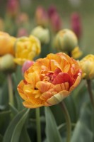 Tulipa 'Sunlover' - mai