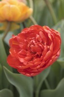 Tulipa 'Sunlover' - mai