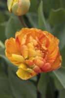 Tulipa 'Sunlover' - Mai