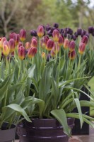 Tulipa 'Amber Glow', et T. 'Black Jack regroupées en pots - Mai