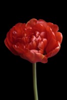 Tulipa 'Sunlover' sur fond noir - Mai