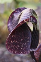 Déroulement feuille d'Arisaema 'Makalu' - Cobra Lily