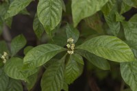 Café sauvage Psychotria nervosa