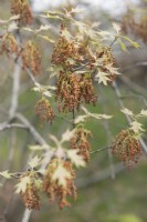 Quercus ilicifolia, fleurs de chêne d'ours