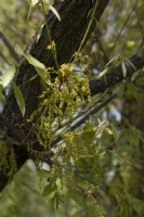 Fleurs de chêne Quercus glandulifera konara