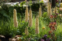 Lupinus 'Cashmere Cream' avec Iris 'Kent Pride' et feuillage de Luzula nivea - The New Blue Peter Garden - Discover Soil, RHS Chelsea Flower Show 2022