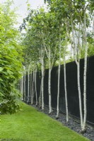 Ligne de bouleaux à tige blanche, dont les branches inférieures ont été enlevées, contre un mur en bois peint en noir. Plate-bande étroite entre pelouse et clôture soigneusement surmontée de copeaux d'ardoise. Juin