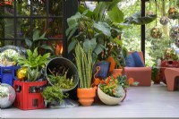 Vue extérieure du 'Planet Studio' avec des plantes d'intérieur dont Sanseviera trifasciata laurentii, Colocasia, Sarracenia leucophylla et Musa 'Dwarf Cavendish'