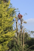 Homme avec tronçonneuse coupant un conifère mature après les dommages causés par la tempête