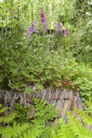 La digitale et le géranium et la fougère sur un mur de pierre sec sur-cultivé - Un jardin paysager Rewilding Britain