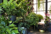 Philodendron melanochrysum et Maranta à l'intérieur du Botanical Rhapsody Studio